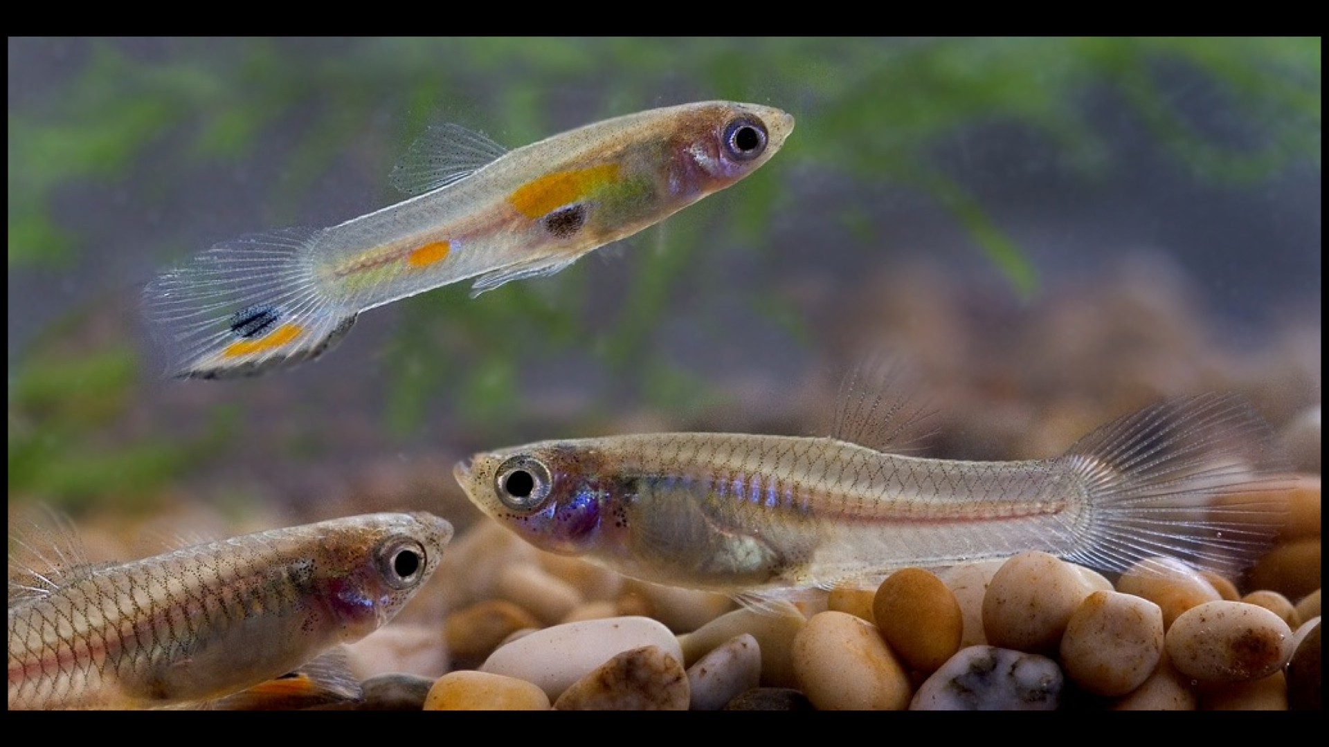 A slide showing a few guppies in a fish tank.