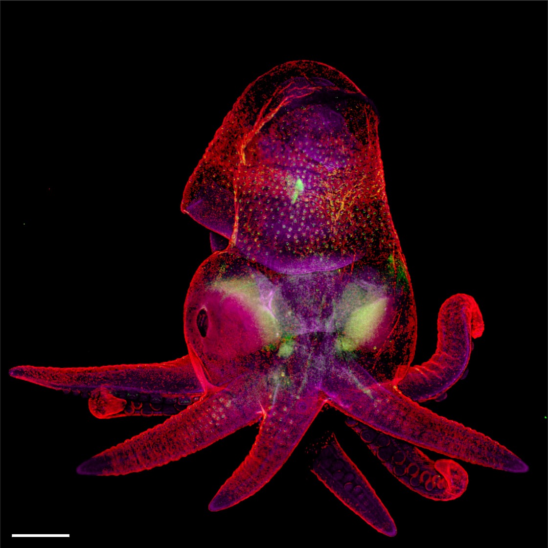 A colorful image from a light microscope: An octopus bimaculoides embryo