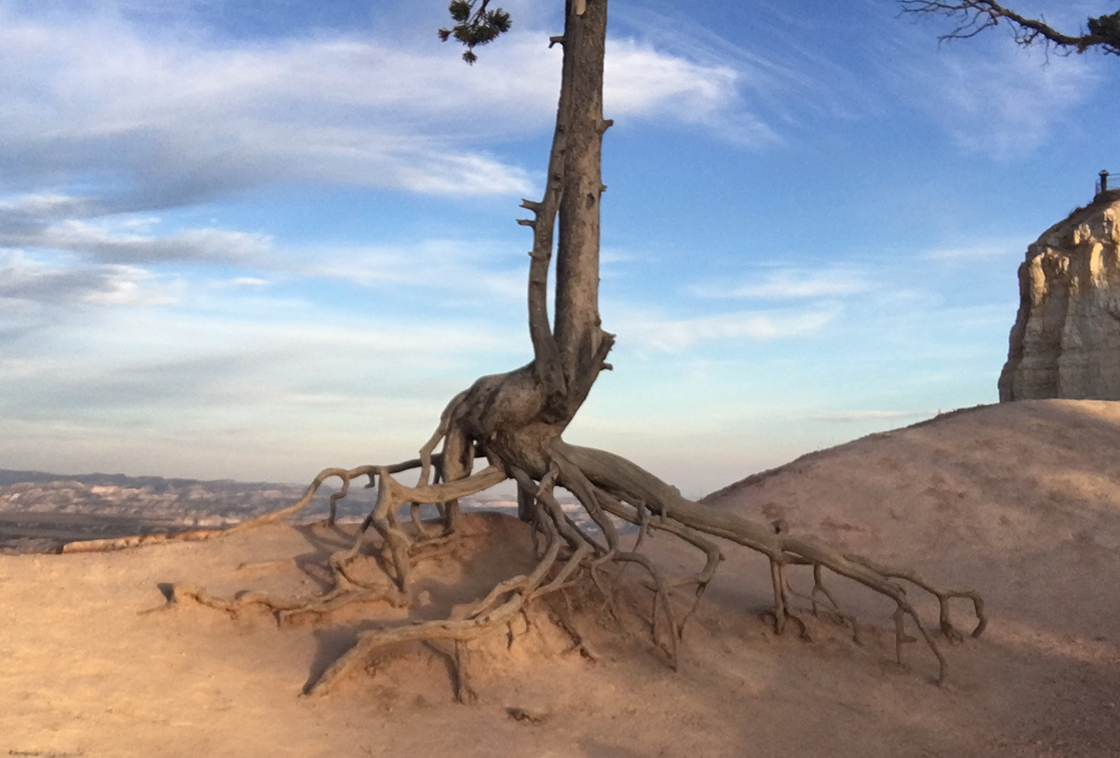 A tree with roots exposed by wind, looking like it's slinking away.